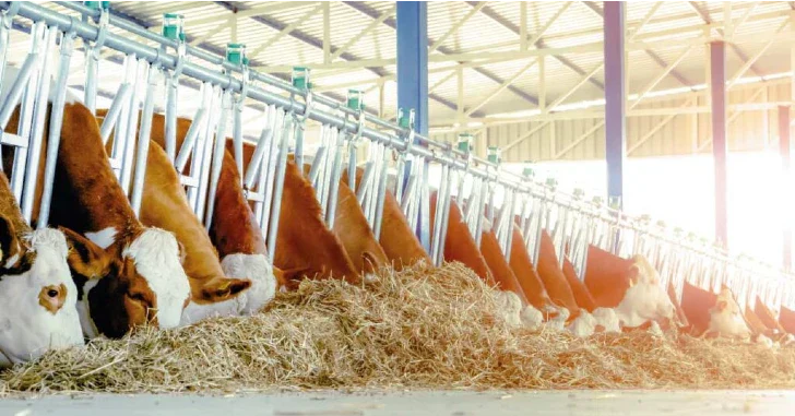 Características de la vaca Simmental