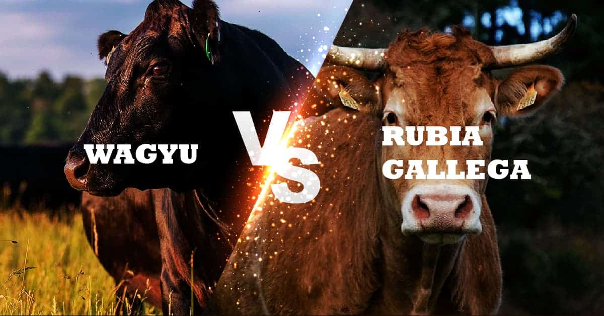 Rubia de Galicia vs Wagyu Carnicería Víctor Salvo